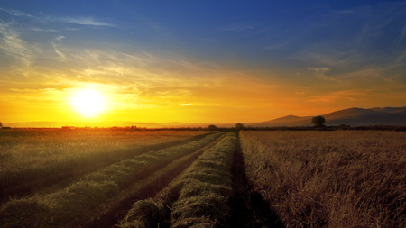 Ears of wheat, rice at sunset, dawn. Cinematic dolly shot and combine harvester collecting cropsの写真素材