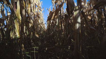 Corn filed panorama with blue skyの写真素材