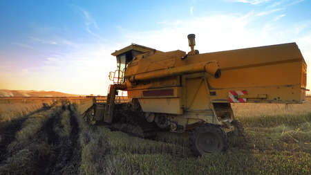 Harvesting at sunset - Stock Video. Combine collecting the crops