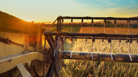 Combine harvesting wheat with a view of sunset and field aheadの写真素材