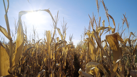 Steady walk along path between rows of fresh maize, corn or mealie plants growing in an agricultural fieldの写真素材