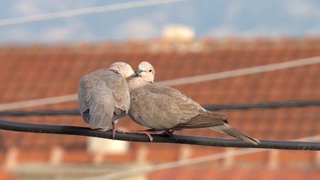 Couple of eurasian collared doves (Streptopelia decaocto) having romantic touches standing on electrical wireの写真素材