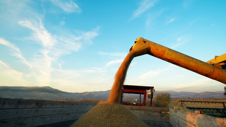 harvested rice, corn being transferred to a truckの写真素材