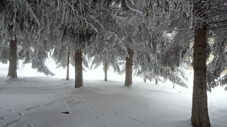 Winter panorama with snow covered trees and fogの写真素材