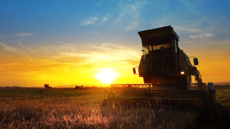 A combine harvester harvesting an oats crop at sunsetの写真素材