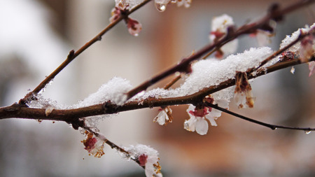 Spring snow with bud and flower blossom tree of Japanese apricot - Prunus mumeの写真素材