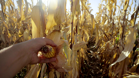 Hand harvesting a corn on the stalk in the corn fieldの写真素材