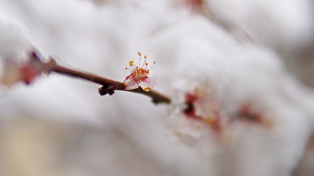 Spring snow with bud and flower blossom tree of Japanese apricot - Prunus mumeの写真素材