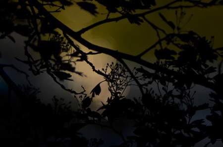 Silhouette of tree branchesの写真素材