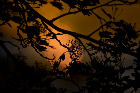 Silhouette of tree branchesの写真素材