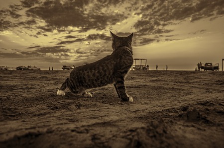 Beautiful cat on sea sand coastline of Caspian Sea in Baku. Azerbaijanの写真素材