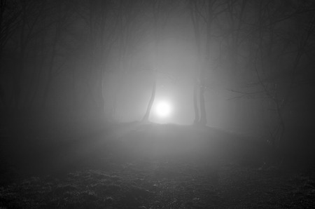surreal light in dark forest, Magic fantasy lights in the fairy foggy forest