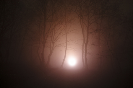 surreal light in dark forest, Magic fantasy lights in the fairy foggy forestの写真素材