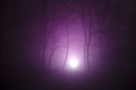 surreal light in dark forest, Magic fantasy lights in the fairy foggy forestの写真素材