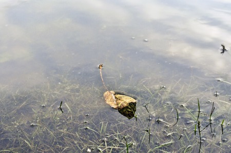 Underwater shot of grass and plants submerged in clear water with lots of airbubbles and reflection on subsurface. Azerbaijan Gakhの写真素材