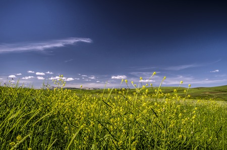 Green meadow in mountain. Composition of nature. Beautiful landscape of Big Caucasus spring view of...