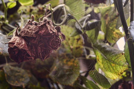 Rose faded (died down). Dry flowers bush. Autumn garden. Pink sunrise sky in the blur background.The end of the season. Spider web. Selective focusの写真素材
