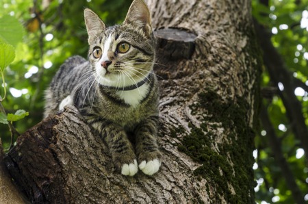 Cat On Tree Beautiful cat playing in tree. Linzaの写真素材