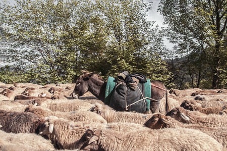 Tilted view of sheared sheep on rural road with a car trying to pass. One sheep is looking at the camera. Azerbaijan Masalli autumn timeの写真素材