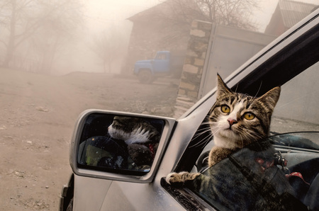 Head Cat out of a car window in winter foggy time. Azerbaijan travelling catの写真素材