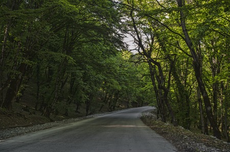 View of branch with bright summer green color leaves with blurred forest and the blue sky on background. Lahic Big Caucasus Azerbaijanの写真素材