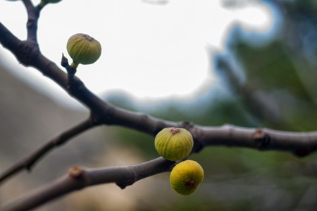 Small figs on a branch in spring close up view. Selective focus. Gazakh Azerbaijanの写真素材