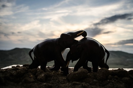 Two elephant bulls interact and communicate while play fighting. Elephants touching each other gentlyの写真素材