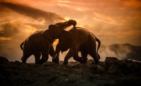 Two elephant bulls interact and communicate while play fighting. Elephants touching each other gentlyの写真素材