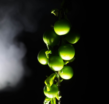 branch with green cherry plum (Alycha) close up on a dark background with smoke effectの写真素材