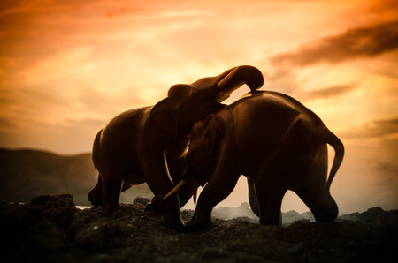 Two elephant bulls interact and communicate while play fighting. Elephants touching each other gentlyの写真素材