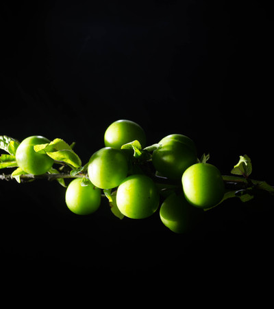 branch with green cherry plum (Alycha) close up on a dark background with smoke effectの写真素材