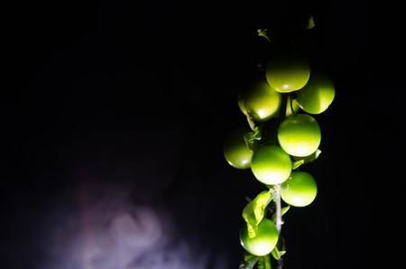 branch with green cherry plum (Alycha) close up on a dark background with smoke effectの写真素材