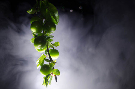 branch with green cherry plum (Alycha) close up on a dark background with smoke effectの写真素材