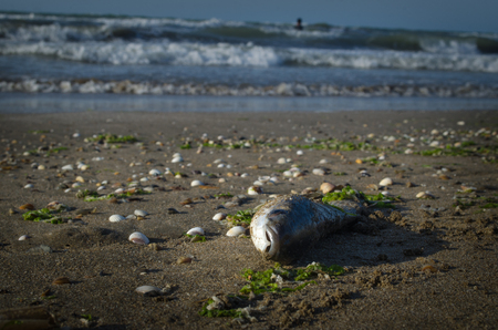 Dead fish on the beach. Water pollution conceptの写真素材