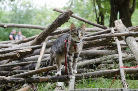 Little fluffy kitten sitting on a street backwards and watching in Bali forest. Little street cat sitting on forest road. Cute Bali cat sitting backwards. Curious street cat watching.の写真素材