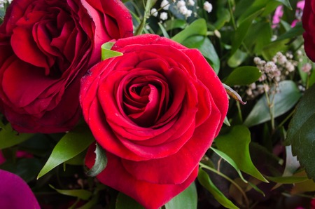 Bouquet of roses close up. Blurred background. Selective focus. Floral pattern or greeting card background. Bouquet of fresh roses, red roses heads and chamomile flowers mixedの写真素材