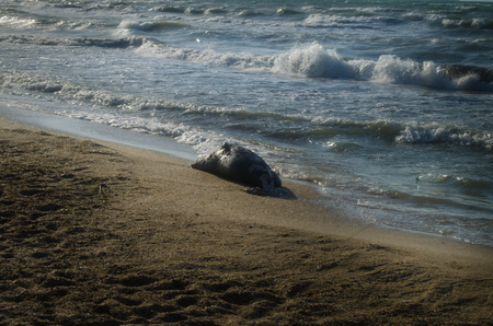 Dead fish on the beach. Water pollution conceptの写真素材