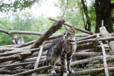 Little fluffy kitten sitting on a street backwards and watching in Bali forest. Little street cat sitting on forest road. Cute Bali cat sitting backwards. Curious street cat watching.の写真素材