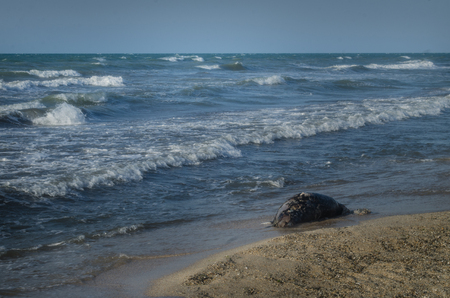 Dead fish on the beach. Water pollution conceptの写真素材