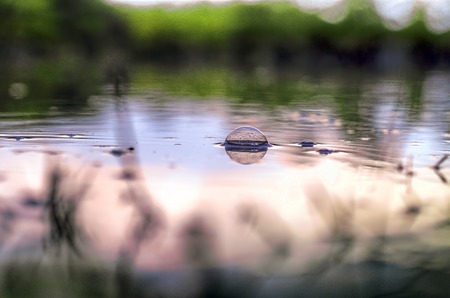 Underwater shot of grass and plants submerged in clear water with lots of airbubbles and reflection on subsurface. Azerbaijan Gakhの写真素材
