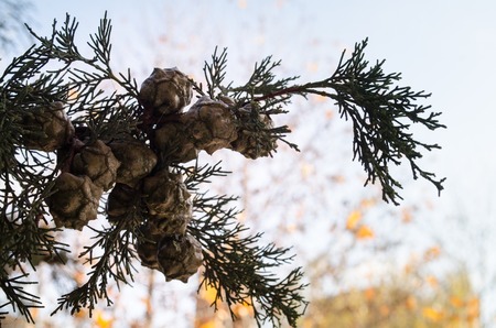 cones on the branches of a cypress tree in Nabran Azerbaijan. Selective focus