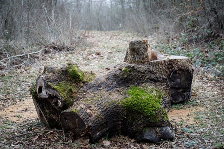 tree with moss on roots in a green forest or moss on tree trunk. Tree bark with green moss....