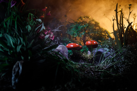 Three red mushrooms. Fantasy Glowing Mushrooms in mystery dark forest close-up. Beautiful macro shot of magic mushroom, fungus. Amanita muscaria, Fly Agaric in moss in forest. Selective focusの写真素材