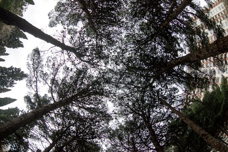 Fisheye view of dense pine tree forest looking up. Cloudy weather. Early spring time. Baku,...