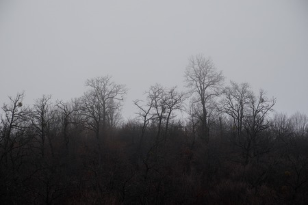 Landscape with beautiful fog in forest on hill or Trail through a mysterious winter forest with autumn leaves on the ground. Road through a winter forest. Magical atmosphere. Azerbaijan natureの写真素材