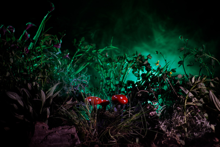 Three red mushrooms. Fantasy Glowing Mushrooms in mystery dark forest close-up. Beautiful macro shot of magic mushroom, fungus. Amanita muscaria, Fly Agaric in moss in forest. Selective focusの写真素材