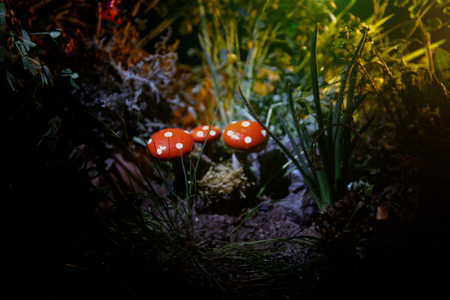 Three red mushrooms. Fantasy Glowing Mushrooms in mystery dark forest close-up. Beautiful macro shot of magic mushroom, fungus. Amanita muscaria, Fly Agaric in moss in forest. Selective focusの写真素材