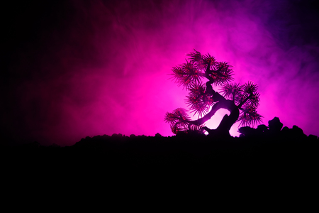 Silhouette Tree on full moon background. Full moon rising above japanese style tree against toned foggy sky. Decorated photoの写真素材