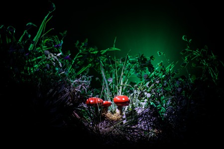 Three red mushrooms. Fantasy Glowing Mushrooms in mystery dark forest close-up. Beautiful macro shot of magic mushroom, fungus. Amanita muscaria, Fly Agaric in moss in forest. Selective focusの写真素材