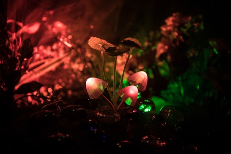 Three fantasy glowing mushrooms in mystery dark forest close-up. Beautiful macro shot of magic...